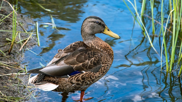 Canard sauvage dans son environnement naturel sur l'étang