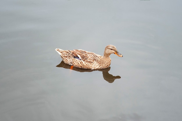 Canard sauvage sur l'eau