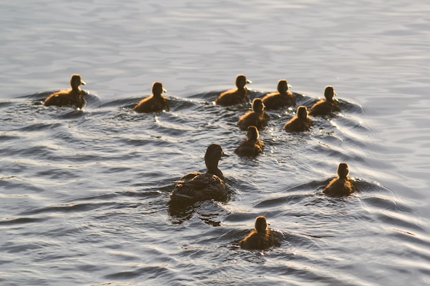 Canard sauvage femelle avec ses canetons nageant dans le lac