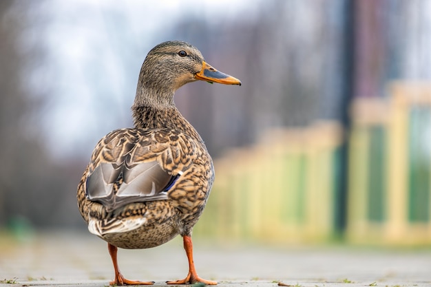 Un canard sauvage gris marchant dans le parc d'été.