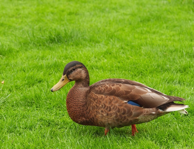 Canard sauvage sur l'herbe