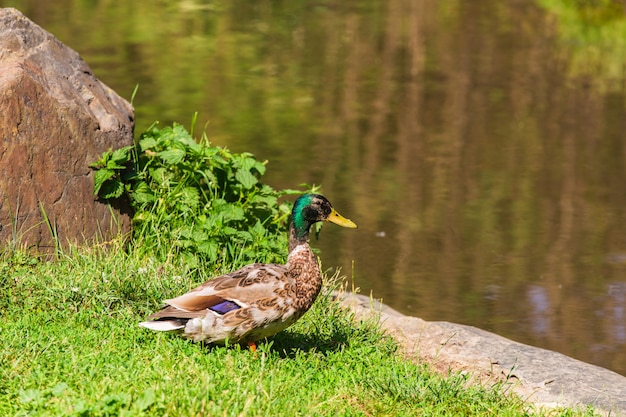 Canard sauvage sur l'herbe