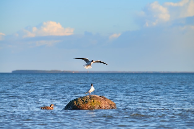 Canard sauvage et mouettes autour de la pierre en mer Baltique