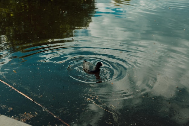 Un canard sauvage nage au loin sur le lac tard dans la nuit