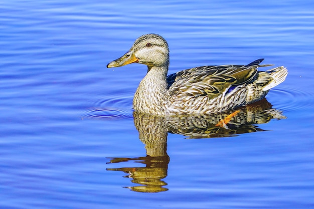 Un canard sauvage nage se reflétant dans l'eau