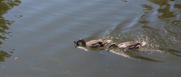 Canard sauvage nageant dans les eaux de l'étang