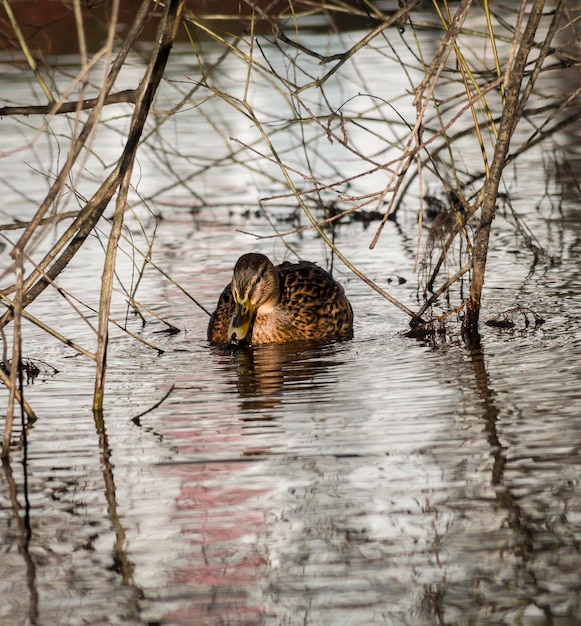 Un canard sauvage nageant sur le lac.