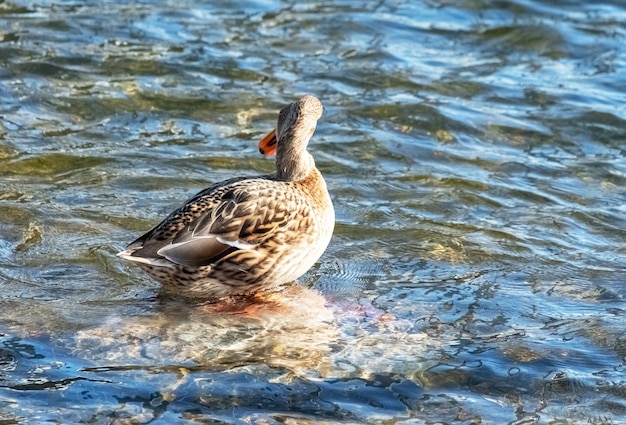 Photo le canard sauvage paît nager sur l'étang