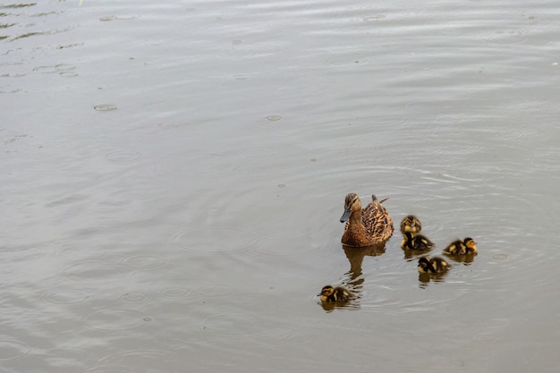 Canard sauvage avec de petits canetons nageant dans un lac