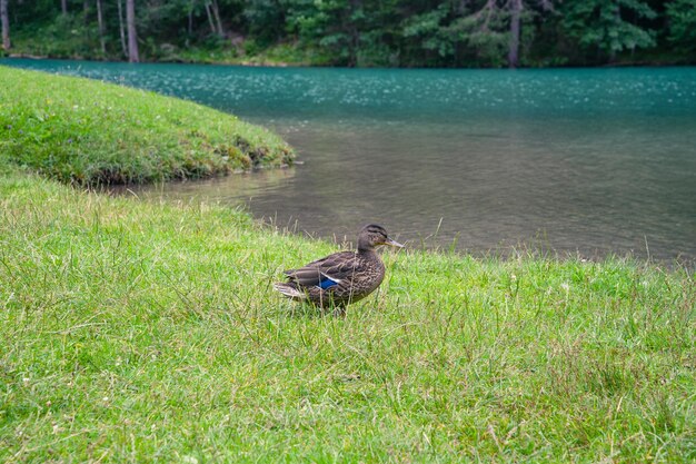 Photo un canard sauvage près d'un beau lac.