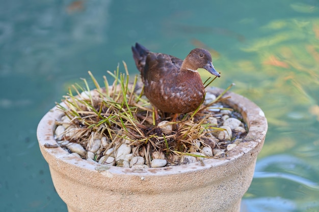 Canard sauvage se reposant dans un pot de fleurs