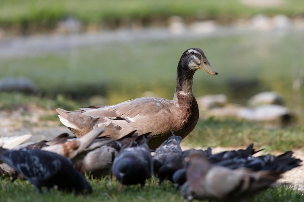 Photo le canard sauvage