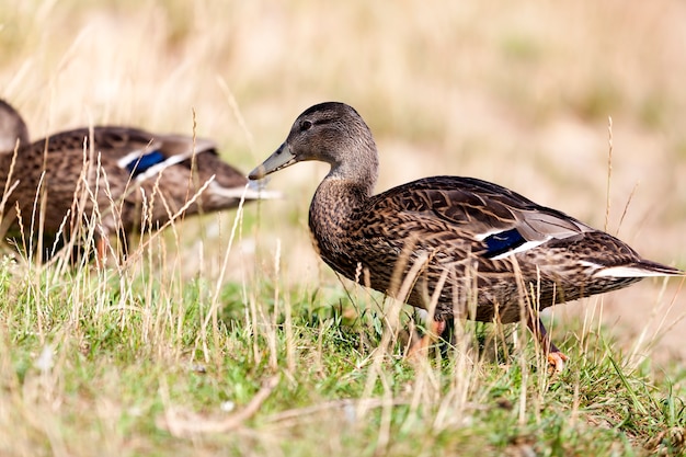 canard sauvage