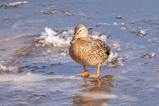 Un canard se dresse sur un étang gelé en hiver