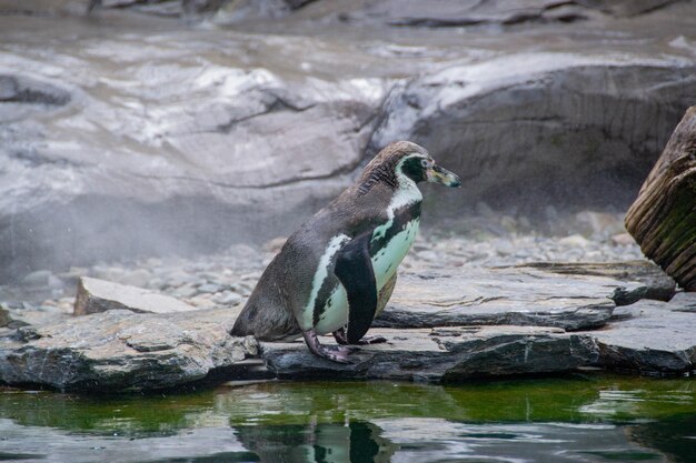 un canard se tient sur un rocher près d'un étang