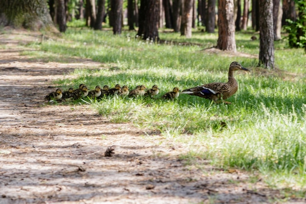 Le canard et ses petits vont à l'étang.