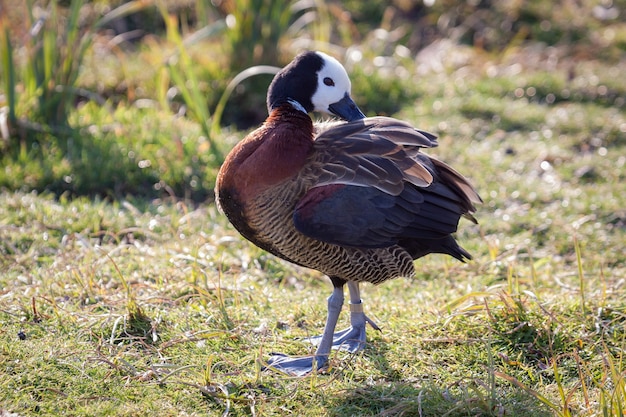 Photo canard siffleur à face blanche (dendrocygna viduata) au lissage au soleil