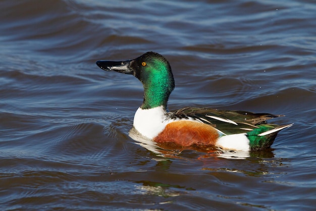 Canard souchet mâle nageant dans un lac