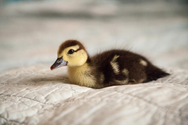 Un canard teinté Anas fulvigula sur un fond bleu à Naples en Floride