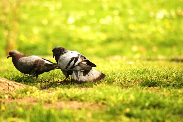 Photo le canard sur le terrain