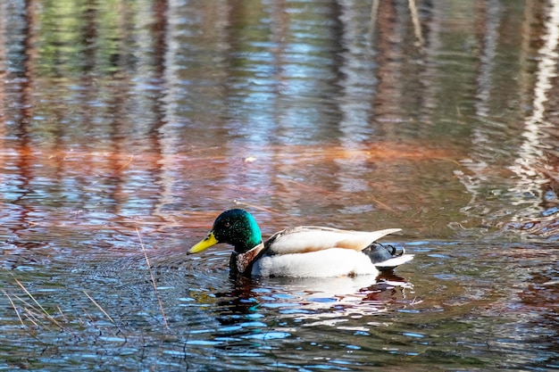 Un canard avec une tête à plumes vertes dans l'eau