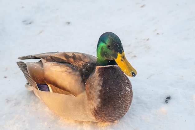 Un canard à tête verte est assis sur un sol couvert de neige.