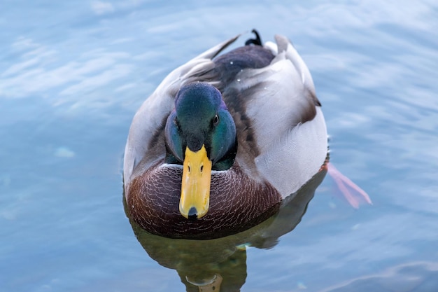 Un canard à tête verte nageant dans le lac