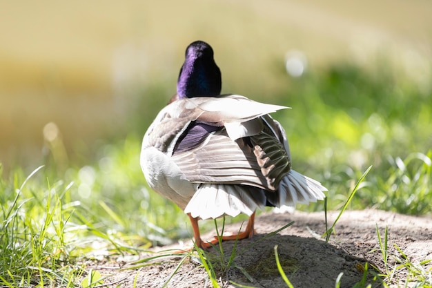 Un canard avec une tête violette et une queue violette se dresse sur un rocher dans l'herbe.