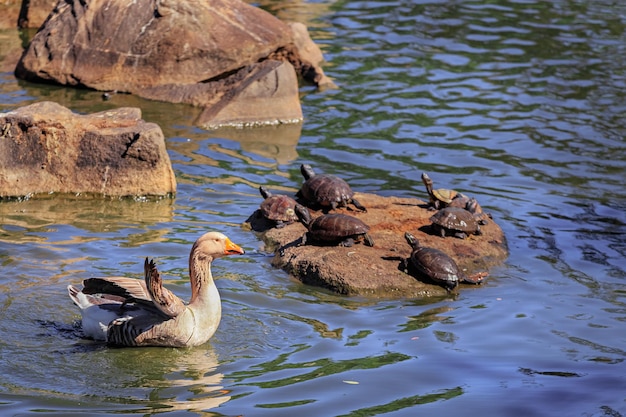 Un canard et une tortue sur un rocher dans l'eau