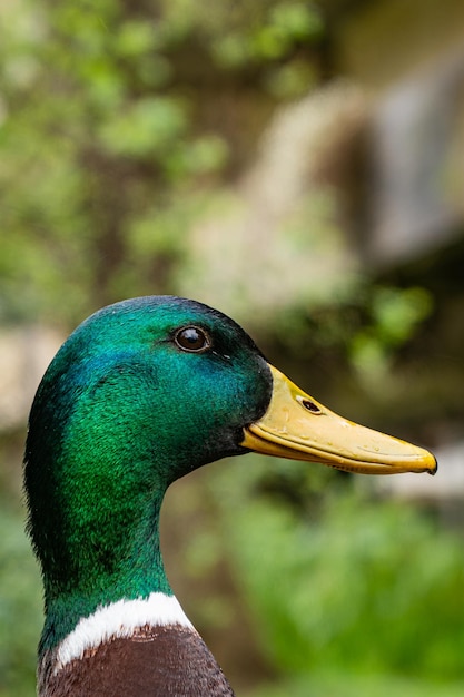 Un canard vert et noir a un bec jaune.