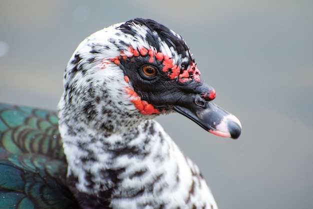 Photo canard avec un visage fâché sur un lac