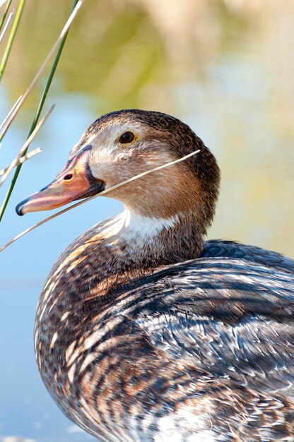 Canard