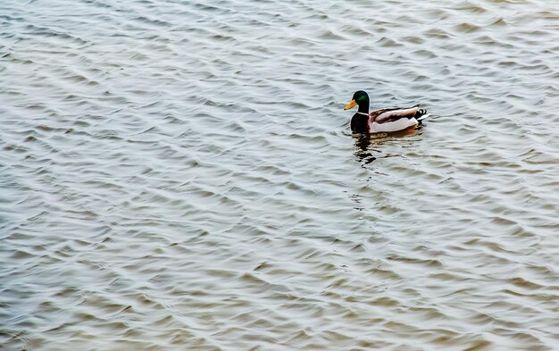 Photo des canards anatinae sur une rivière glacée en hiver par temps glacial