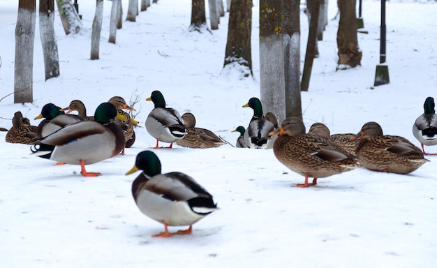 Canards assis dans la neige dans un parc de la ville Superbe vue sur les canards colverts assis dans la neige