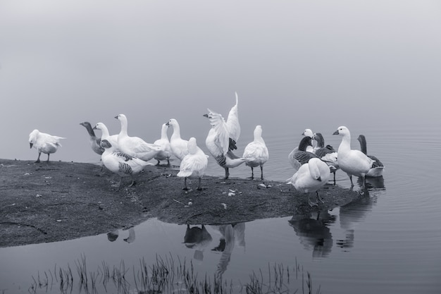 Photo canards au lac