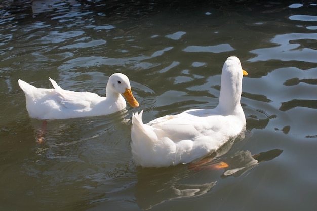 Canards blancs dans l'étang