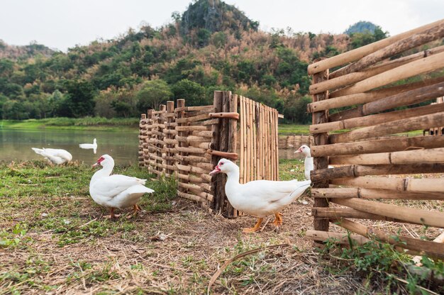 Canards Blancs Sortant D'une Stalle En Bois