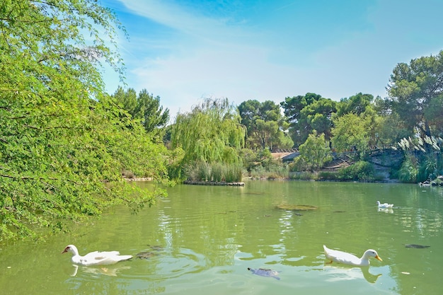 Canards blancs et tortues dans un étang vert