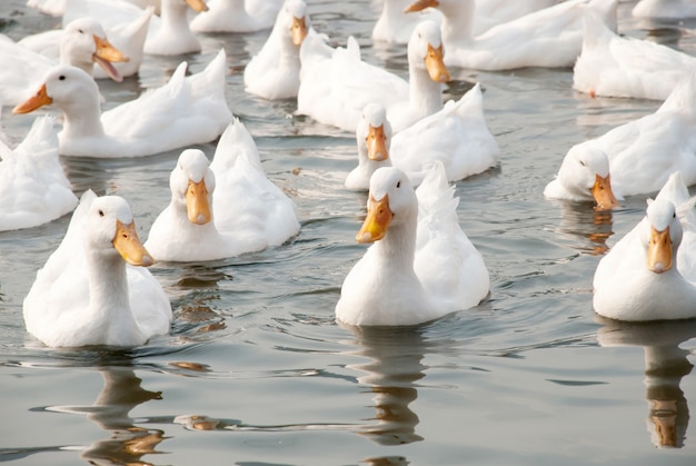 Canards blancs