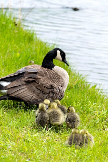 Photo des canards sur un champ herbeux