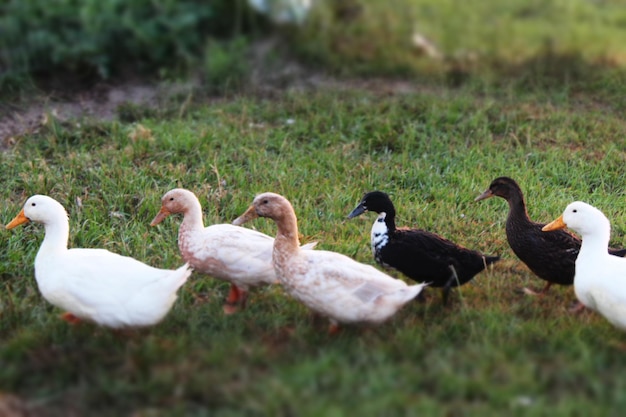 Photo des canards sur un champ herbeux