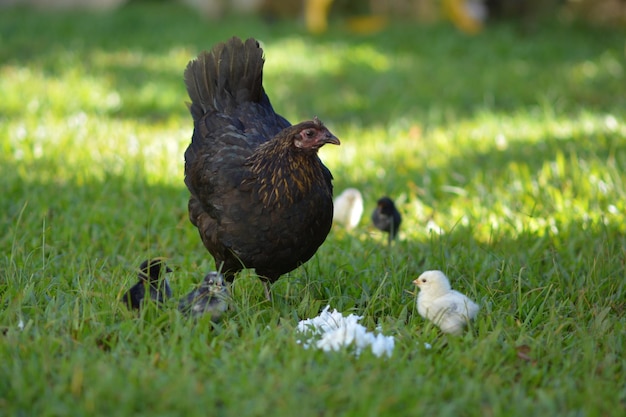 Des canards sur un champ