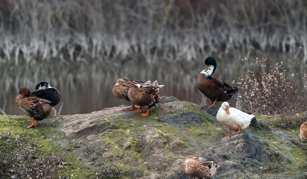 Canards colorés au bord du lac