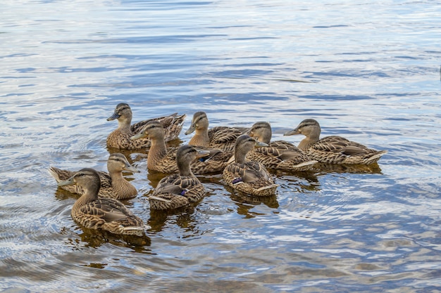 Les canards colverts avec les canetons nagent dans l'eau de l'étang.