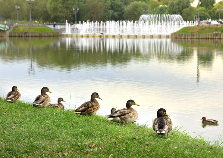 Canards colverts dans l'herbe