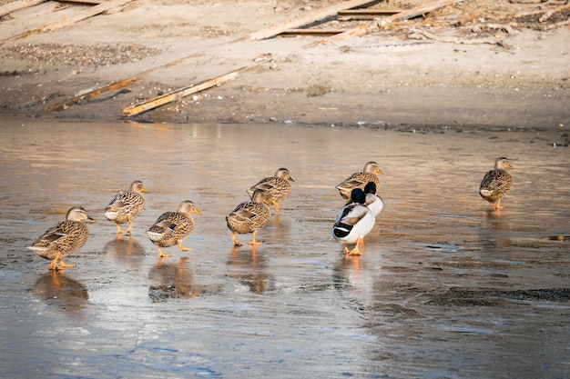 Les canards colverts marchent sur la glace