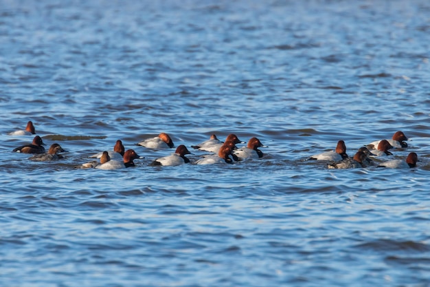Des canards communs nageant dans le lac Aythya ferina