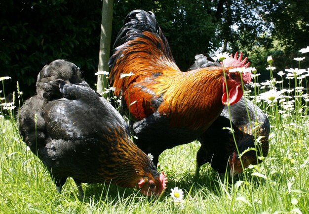 Photo des canards dans un champ