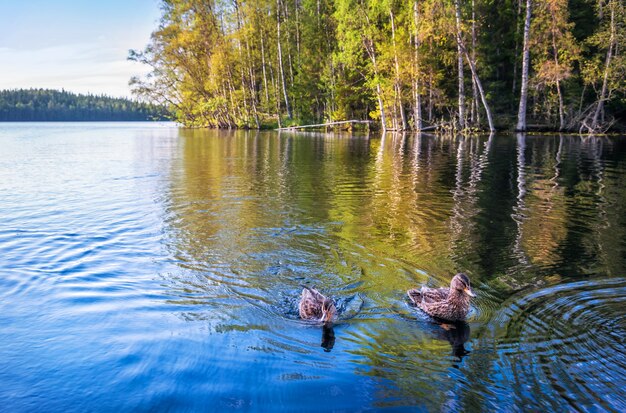 Canards dans l'eau bleue d'un lac sur les îles Solovetsky