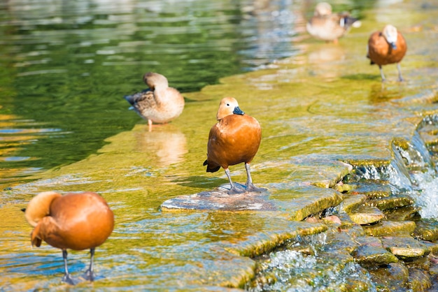 Photo canards dans l'eau sur un étang ou un lac